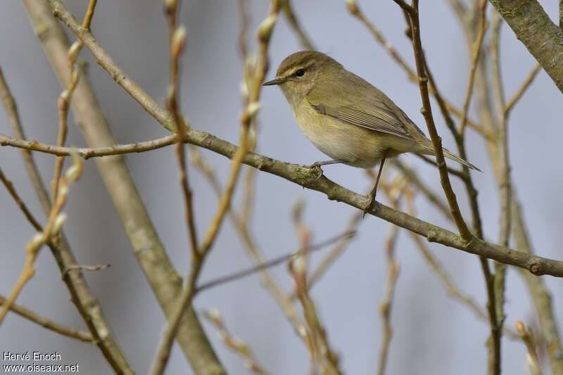 Common Chiffchaff, identification