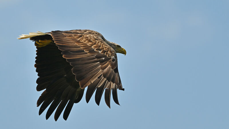 White-tailed Eagleadult, Flight