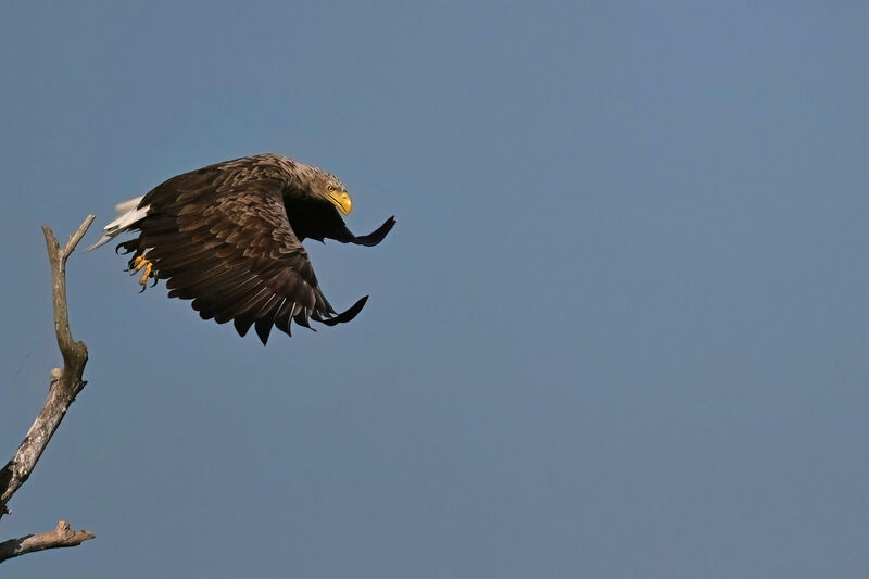 White-tailed Eagleadult, Flight