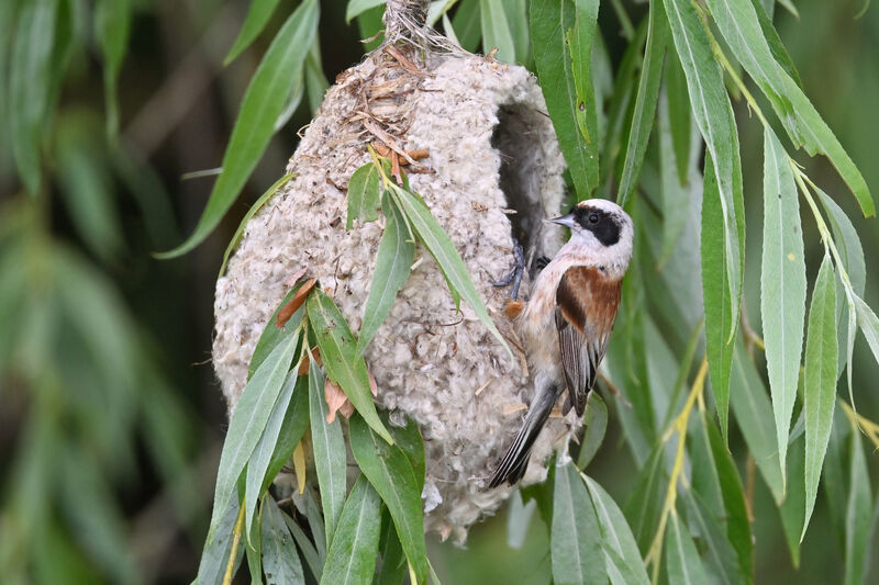 Eurasian Penduline Tit male adult, identification, Reproduction-nesting