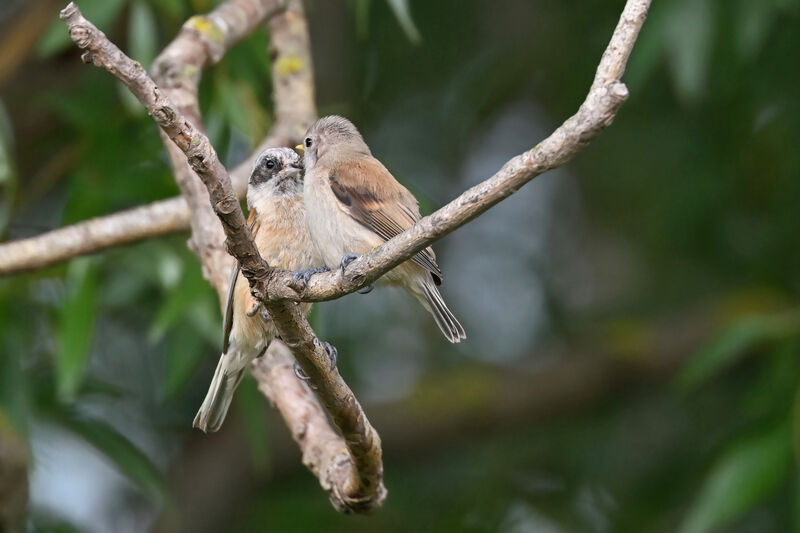 Rémiz penduline, identification