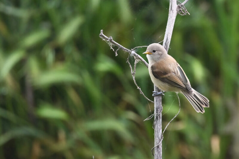 Eurasian Penduline Titjuvenile, identification