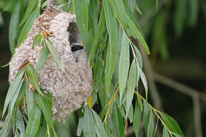 Eurasian Penduline Tit male adult, Reproduction-nesting