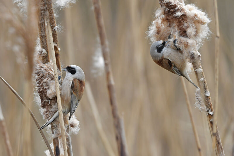 Eurasian Penduline Tit male adult, feeding habits