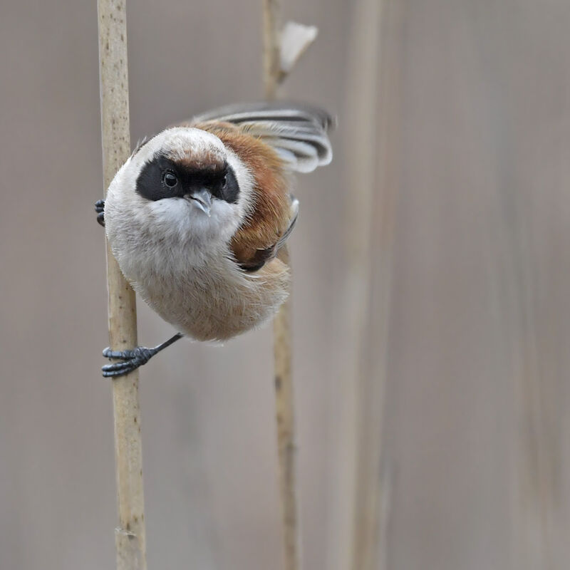 Eurasian Penduline Tit male adult, identification