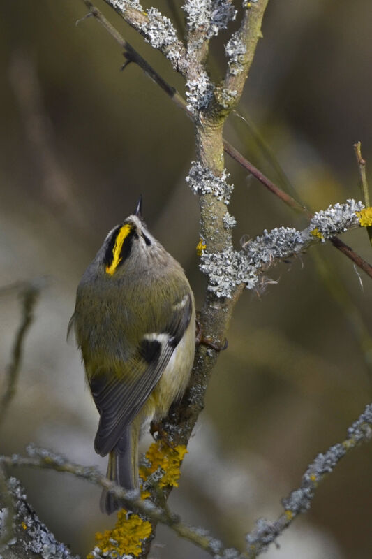 Goldcrestadult, identification