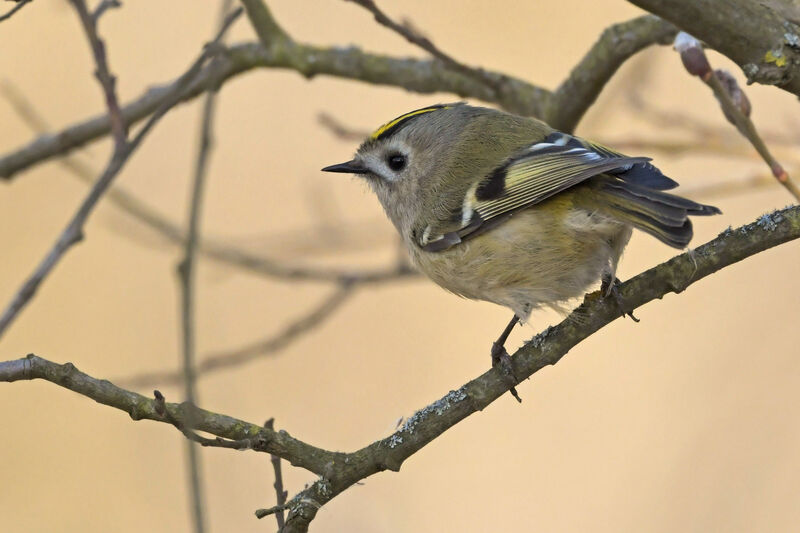 Goldcrest female, identification