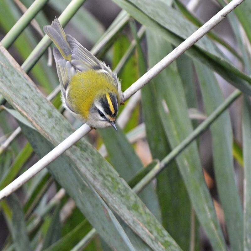 Common Firecrest