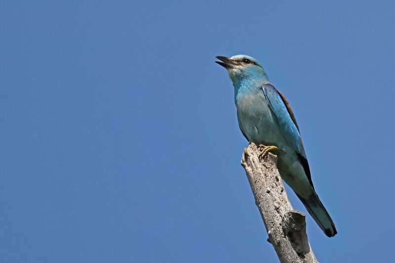 European Rolleradult breeding, identification