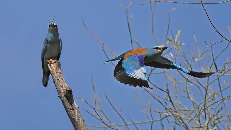 European Rolleradult breeding, Flight, feeding habits