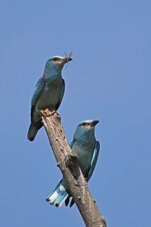 European Rolleradult breeding, feeding habits