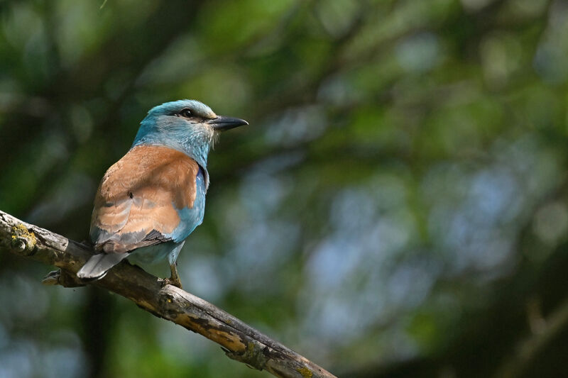 Rollier d'Europeadulte, identification