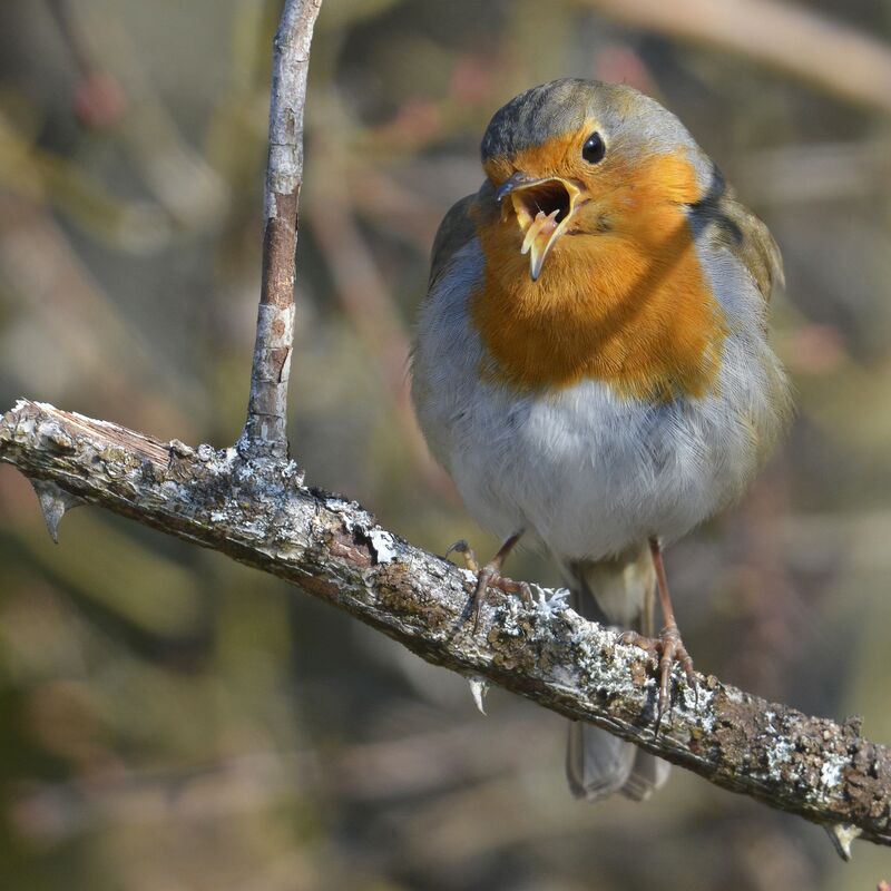 European Robinadult