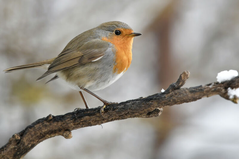 European Robinadult, identification