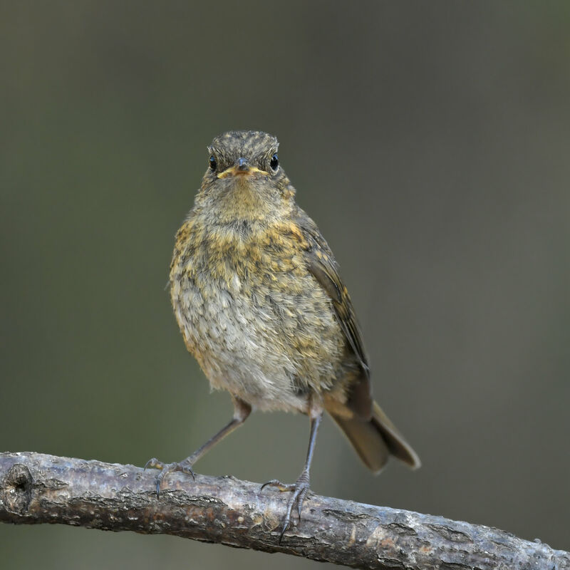 Rougegorge familierjuvénile, identification