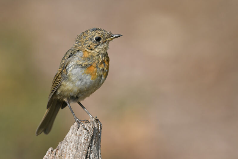 European Robinjuvenile, identification