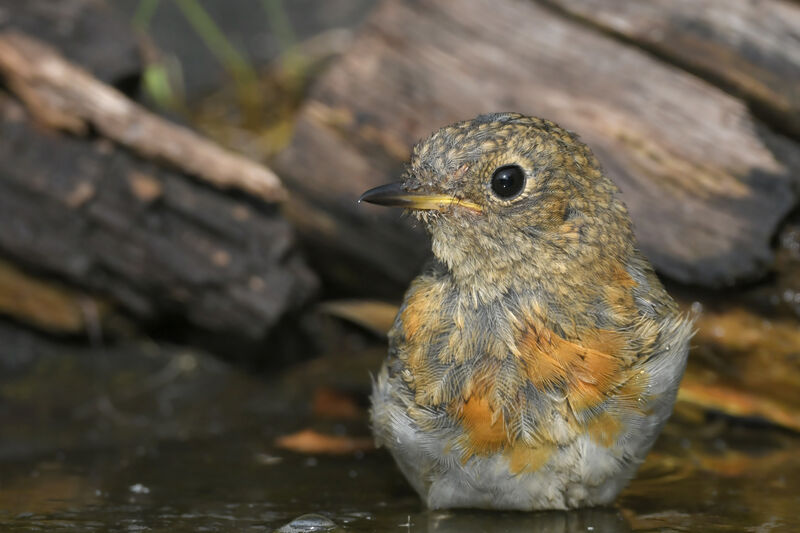 European Robinjuvenile, close-up portrait