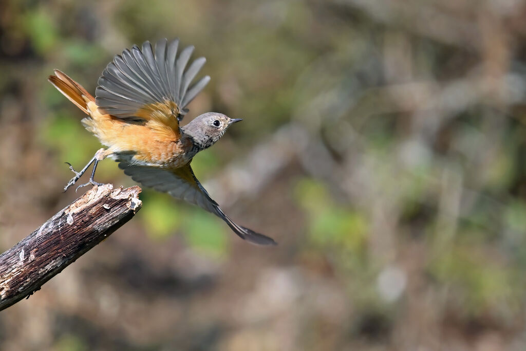 Common Redstartimmature, Flight