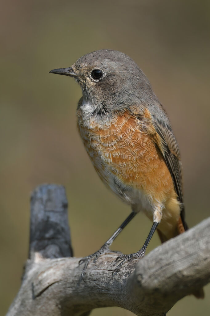 Common Redstart male immature, identification