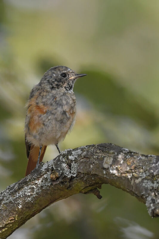 Common Redstartjuvenile, identification