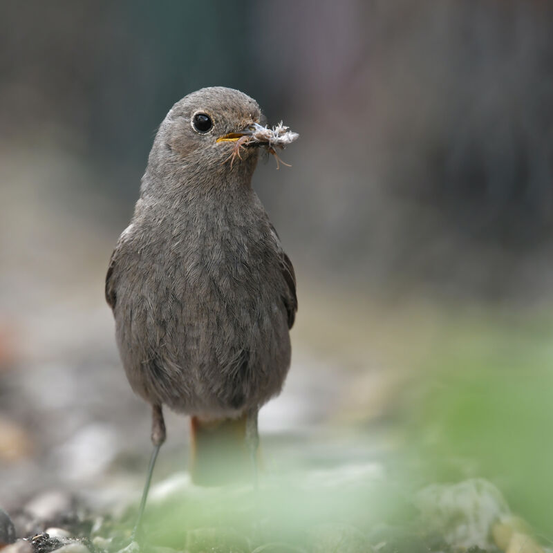 Black Redstart female adult, feeding habits, Behaviour