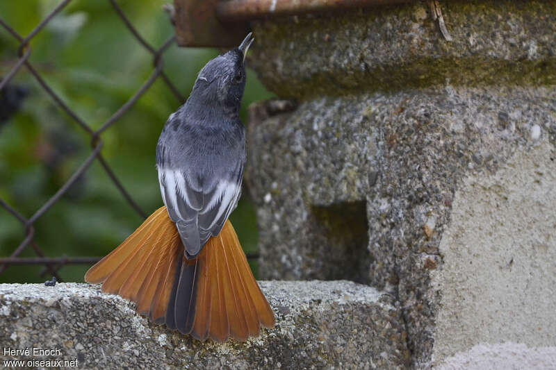 Black Redstart male adult, identification, pigmentation