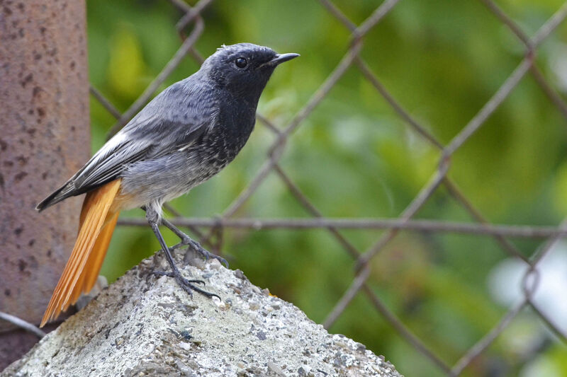 Black Redstart male adult, identification