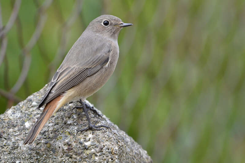 Black Redstart female adult, identification