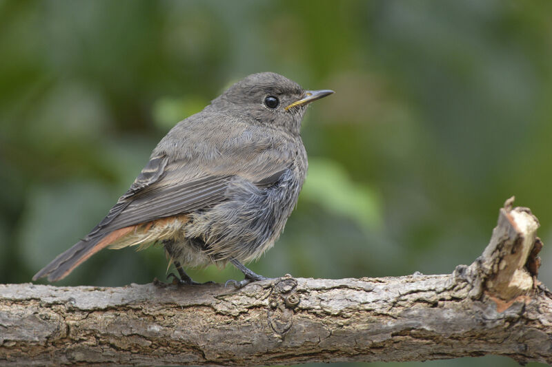 Black Redstartjuvenile