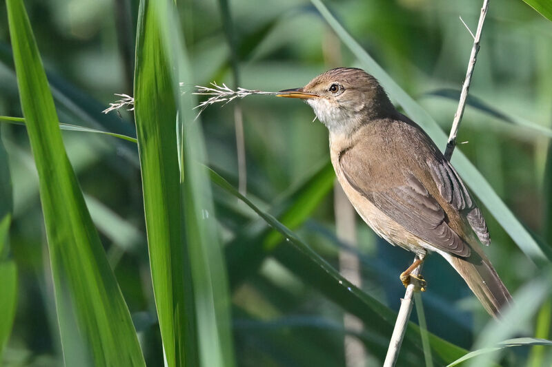 Common Reed Warbleradult, identification, Reproduction-nesting