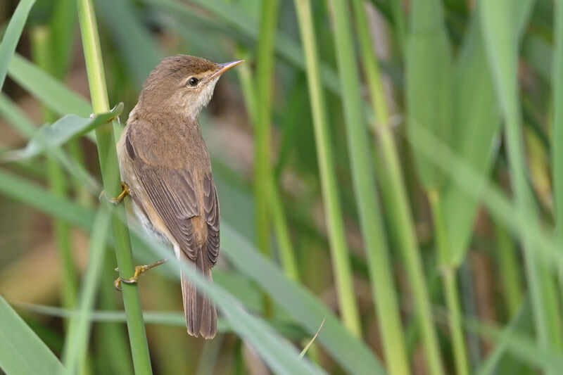 Rousserolle effarvatteadulte, identification