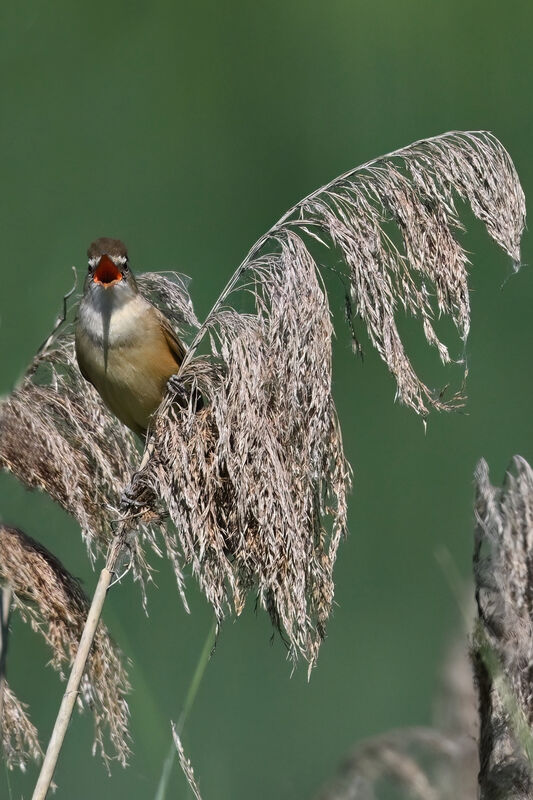 Rousserolle turdoïdeadulte, chant