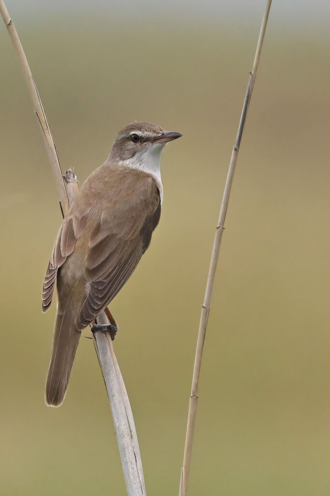 Great Reed Warbleradult, identification