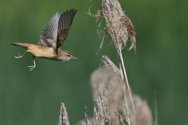 Great Reed Warbleradult, Flight