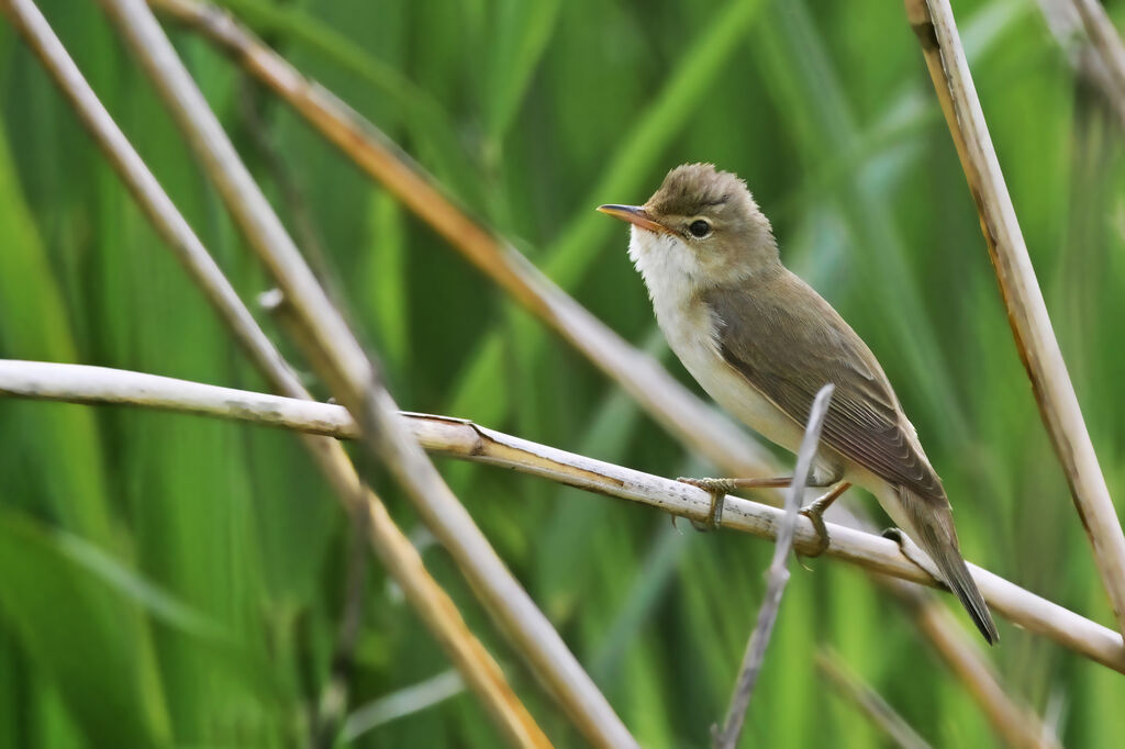 Marsh Warbleradult, identification