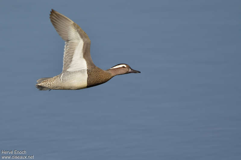 Garganey male adult, Flight