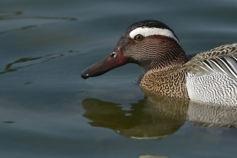 Garganey male adult, close-up portrait