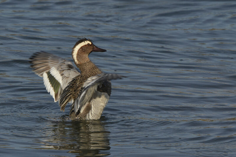 Sarcelle d'été mâle adulte, identification