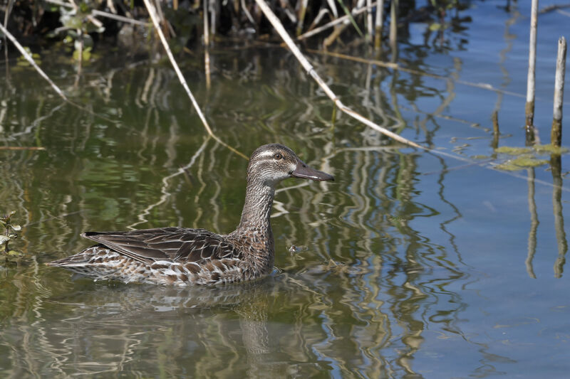 Garganey female adult, identification