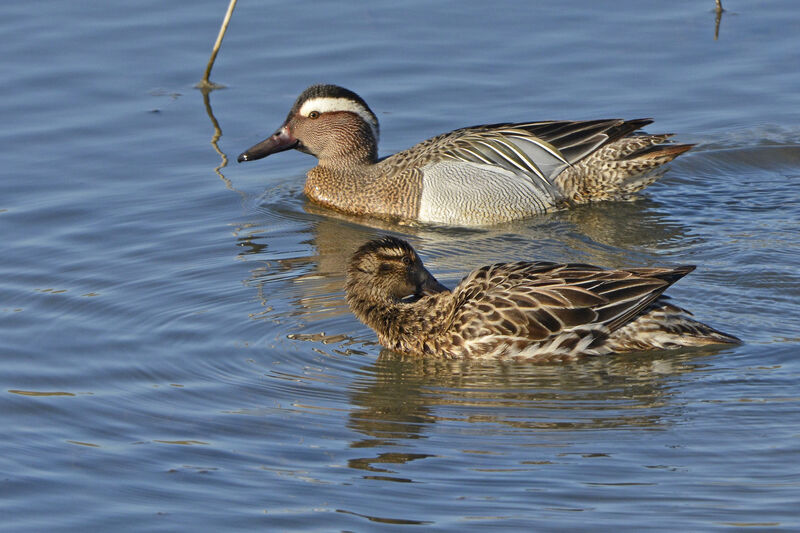 Sarcelle d'été , identification