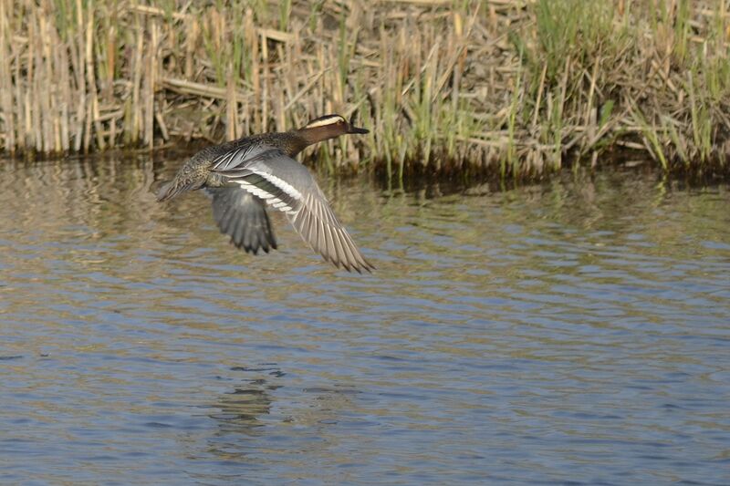 Garganey male adult, Flight