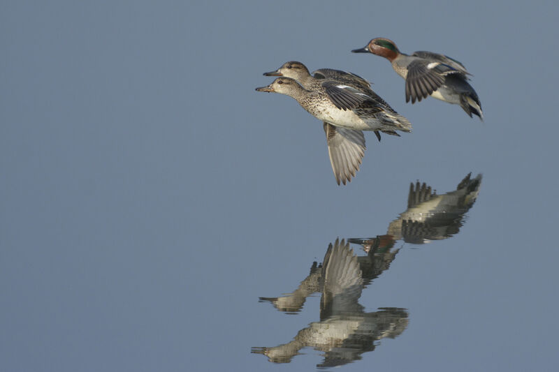 Eurasian Teal