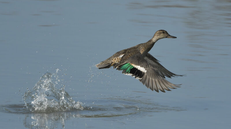 Eurasian Tealadult, Flight