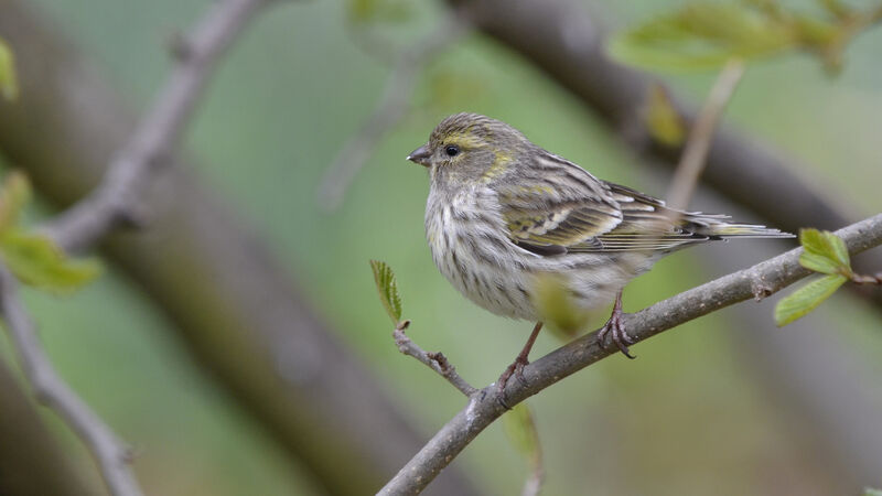 Serin cini femelle adulte, identification