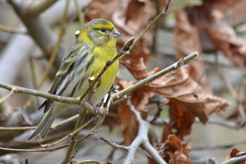 Serin cini mâle adulte, identification