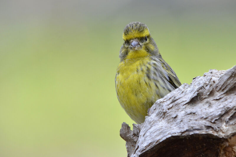 Serin cini mâle adulte