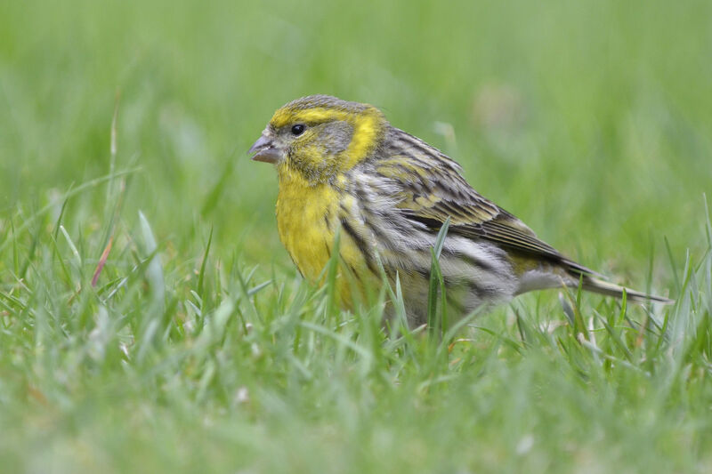 European Serin male adult, identification