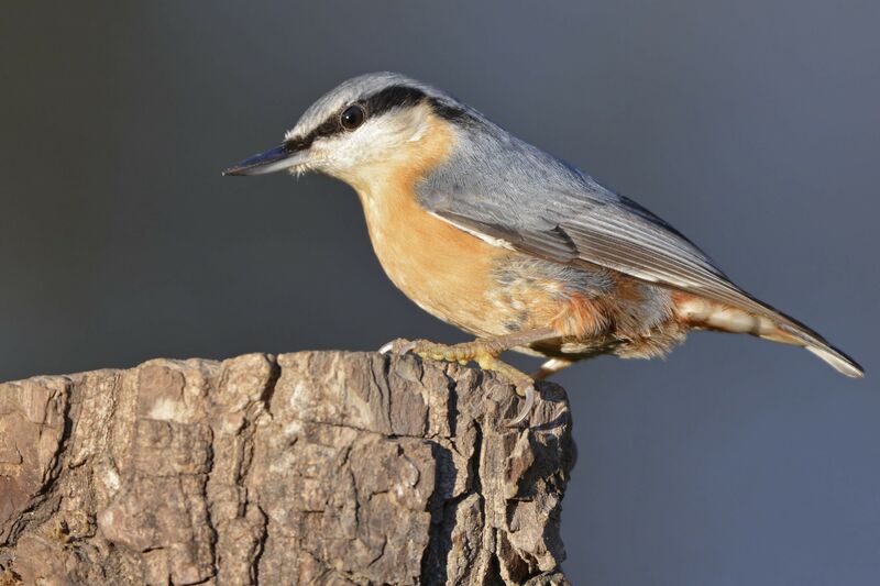 Eurasian Nuthatch, identification