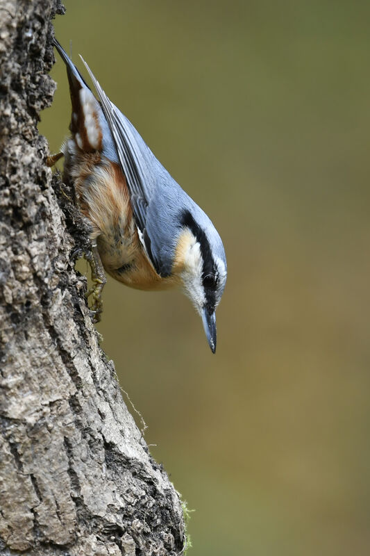 Eurasian Nuthatchadult, identification