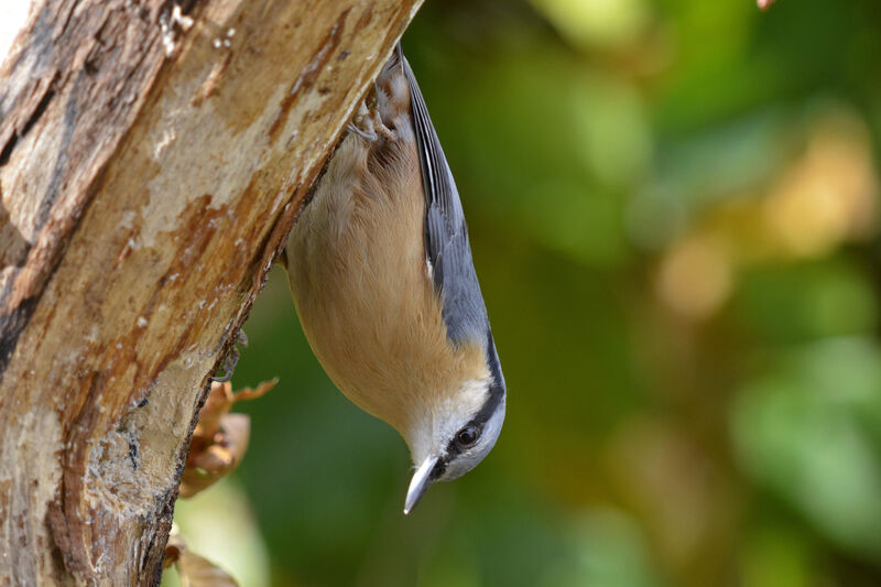 Eurasian Nuthatch, Behaviour